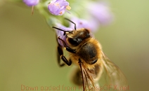 ddos在线攻击工具