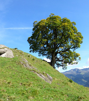 Web漏洞扫描工具